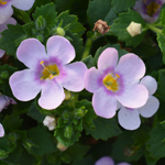 Bacopa Yakima Giga Pink Eye